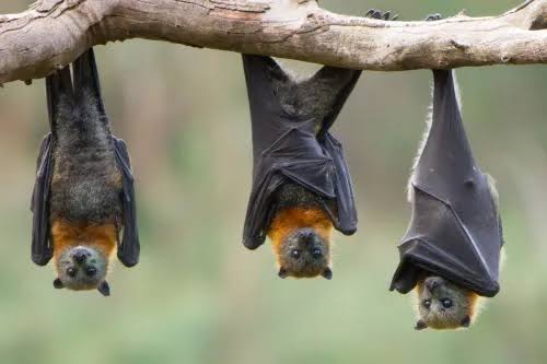 TikTok's Bizarre 'Vampire Rave': How Upside-Down Bats Created the Internet's Creepiest Optical Illusion